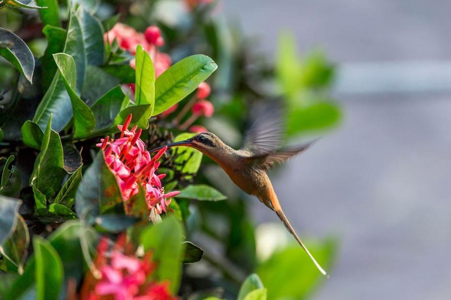 אמרגוזה Hotel Fazenda Colibri מראה חיצוני תמונה